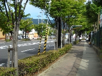 中野中筋線道路植樹管理