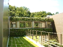 A研究所壁面緑化