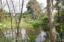 播磨野添北公園ビオトープ