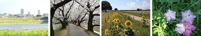 淀川河川公園