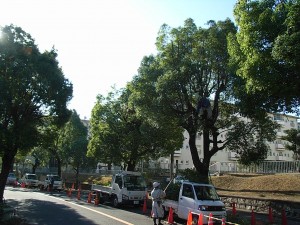 日造協大阪府支部　街路樹剪定士認定研修会