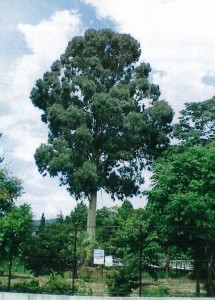 E高校 ユーカリ移植